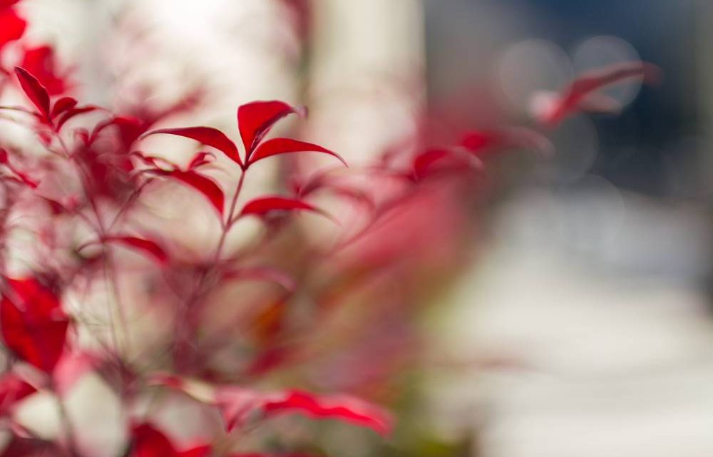 Piante con fiori rossi invernali 