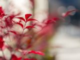 fiori rossi invernali